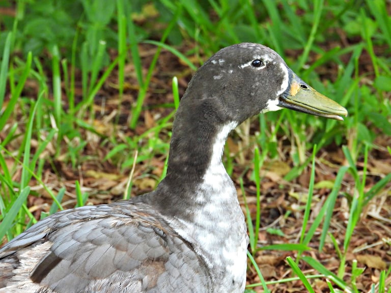 The Swedish Blue domestic duck, a gray-blue breed foraging by the water
