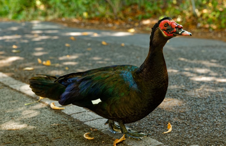 A Muscovy duck posing close-up with its distinctive red face