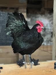 Black rooster with red comb standing on wooden surface against blurred farm background