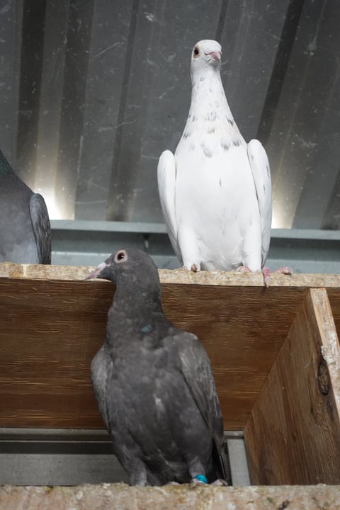 A white pigeon perched on a wooden railing with a dark gray pigeon below, in an enclosure with metal slats in the background