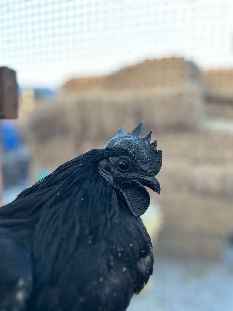 Close-up of a black Ayam Cemani rooster's head in profile