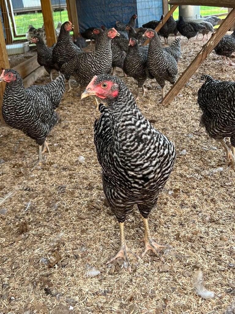 A flock of black and white striped chickens in a coop with wood and straw bedding, with one prominent bird in the foreground
