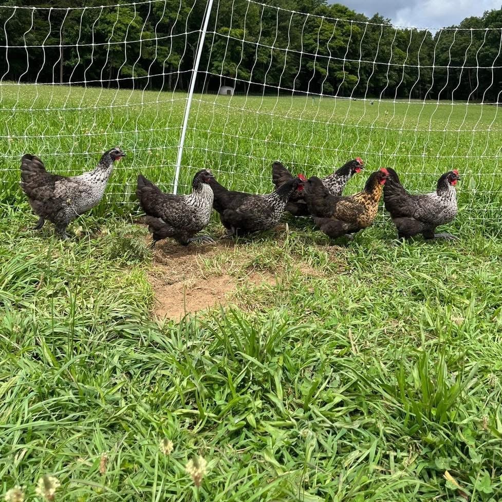 A group of brown chickens walking along a dirt path in a grassy field enclosed by white fencing