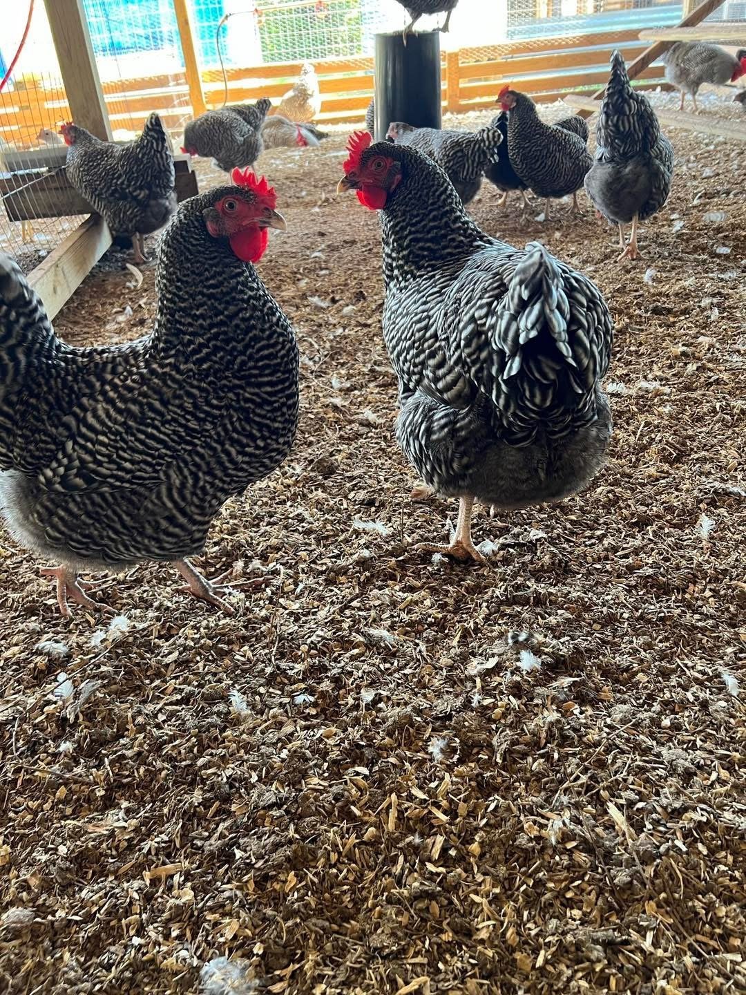 Close-up of black Dominique chickens with red combs showing their faces in a dirt coop