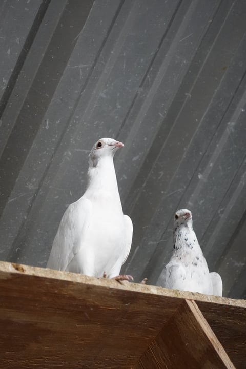 White pigeon and speckled dove perched on wooden ledge against dark corrugated metal background