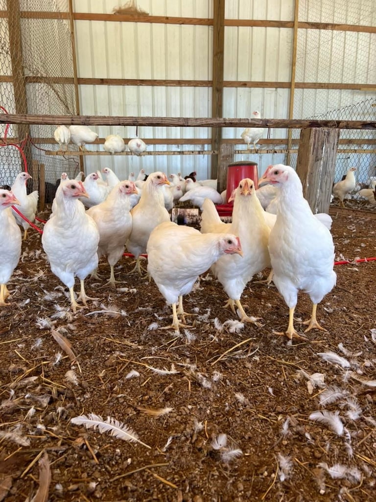 White chickens in a fenced coop with straw bedding and wooden structures