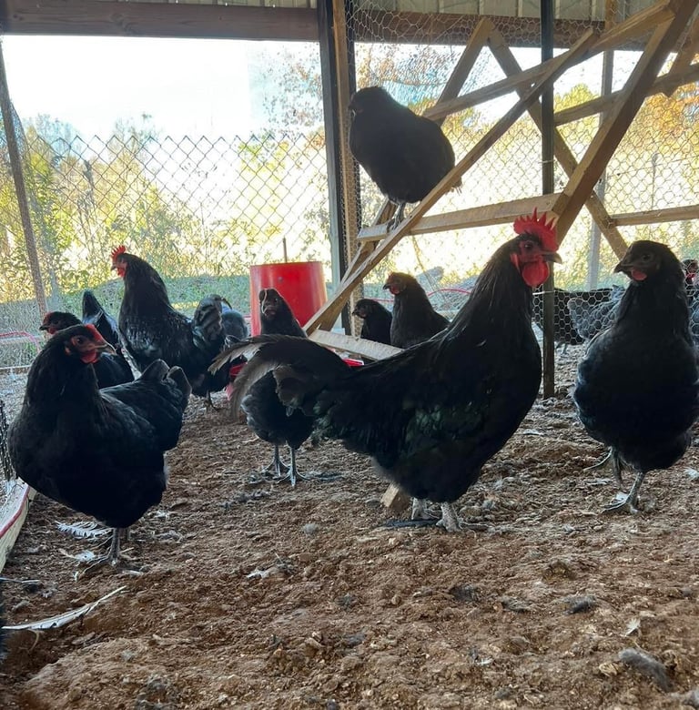 A flock of black chickens and a rooster in a rustic wooden coop with wire fencing and dirt flooring