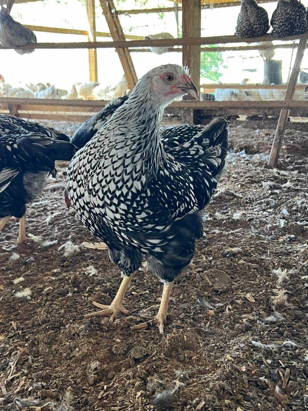 Black and white speckled chicken standing in dirt pen with wooden fence and other birds visible in background