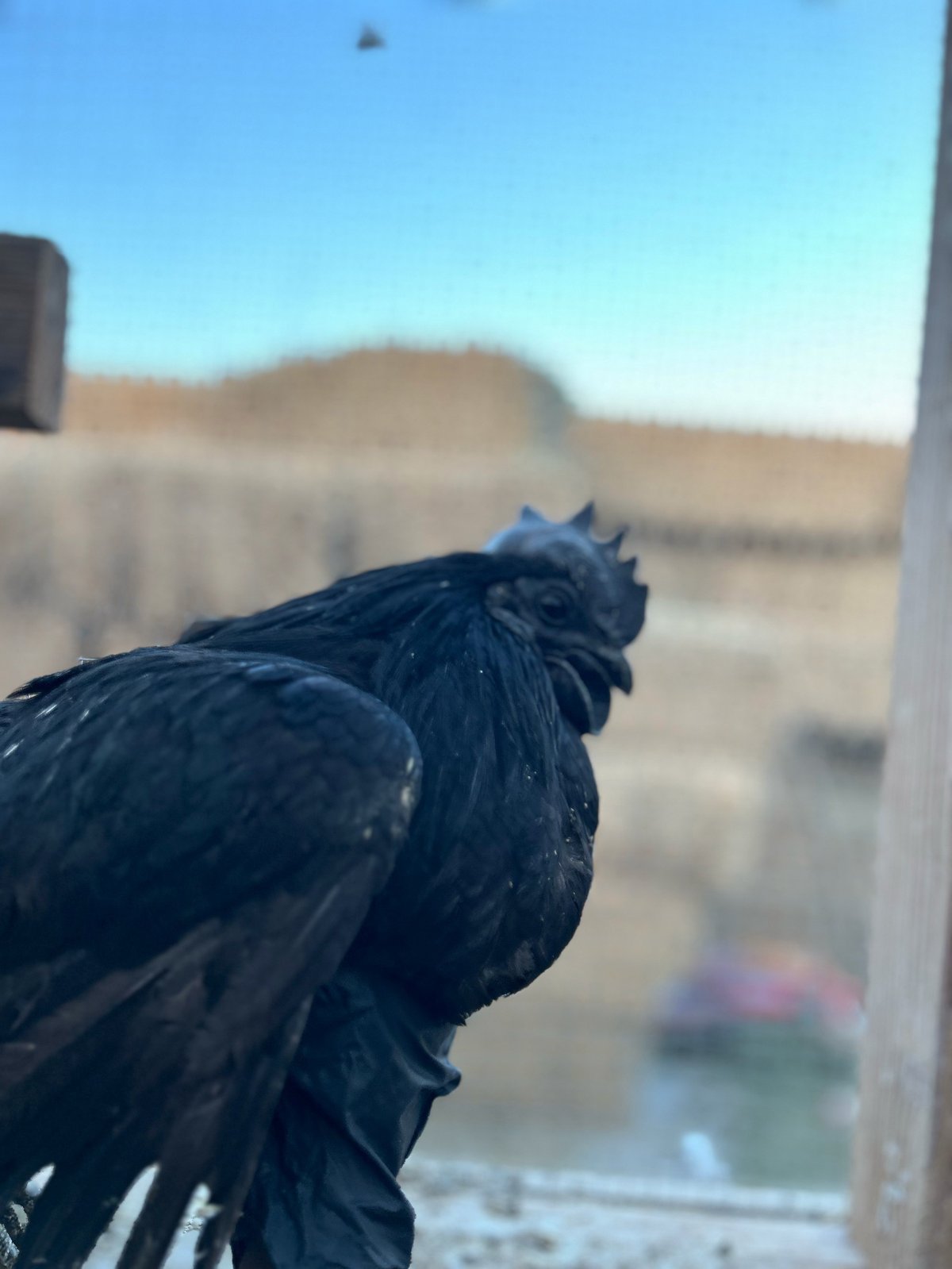 Black rooster perched on a windowsill with a blurred rural landscape visible through the window behind it