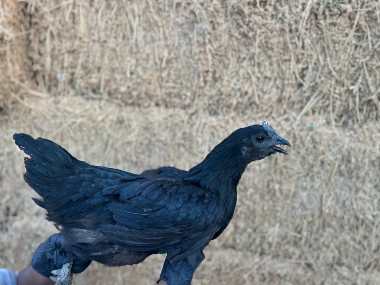 Hand holding a small dark blue Ayam Cemani bird figurine