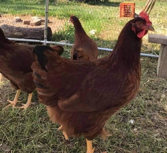 Dark red rooster standing in a farm enclosure with green grass and wooden fence