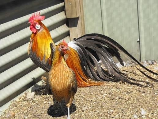 A rooster with vibrant red and golden plumage and a hen with rust-colored feathers stand together on sandy ground near a metal fence.