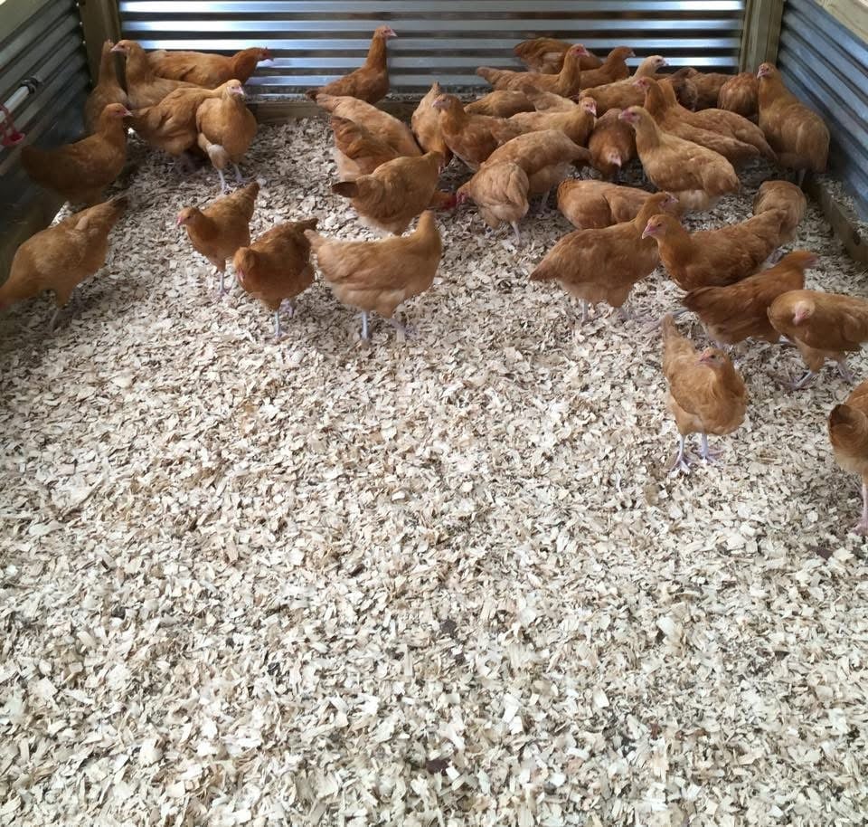 Multiple brown chickens standing on white wood shavings inside a metal livestock trailer