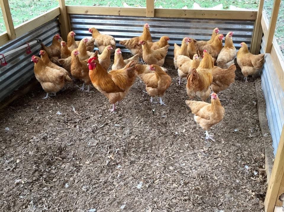 Group of brown and red chickens in a wooden coop with corrugated metal walls on gravel bedding