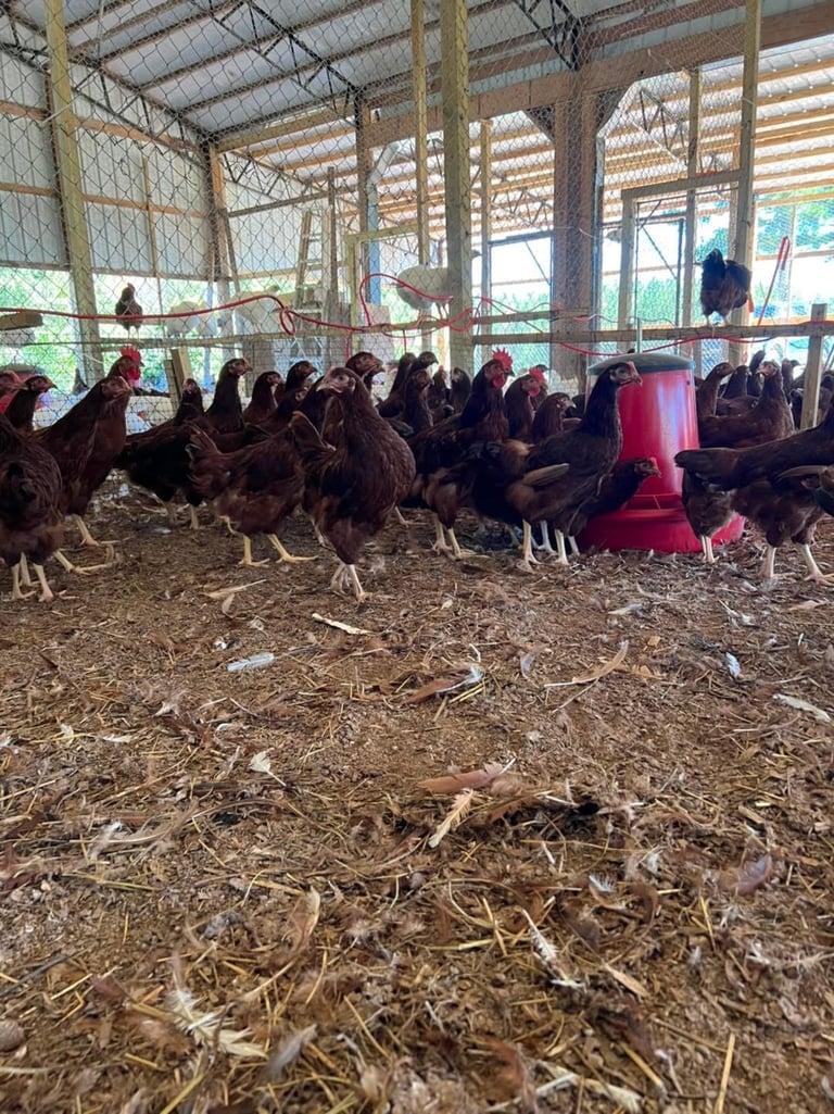 Flock of dark brown chickens gathered around a red feeder inside a covered barn structure with hay bedding on the ground