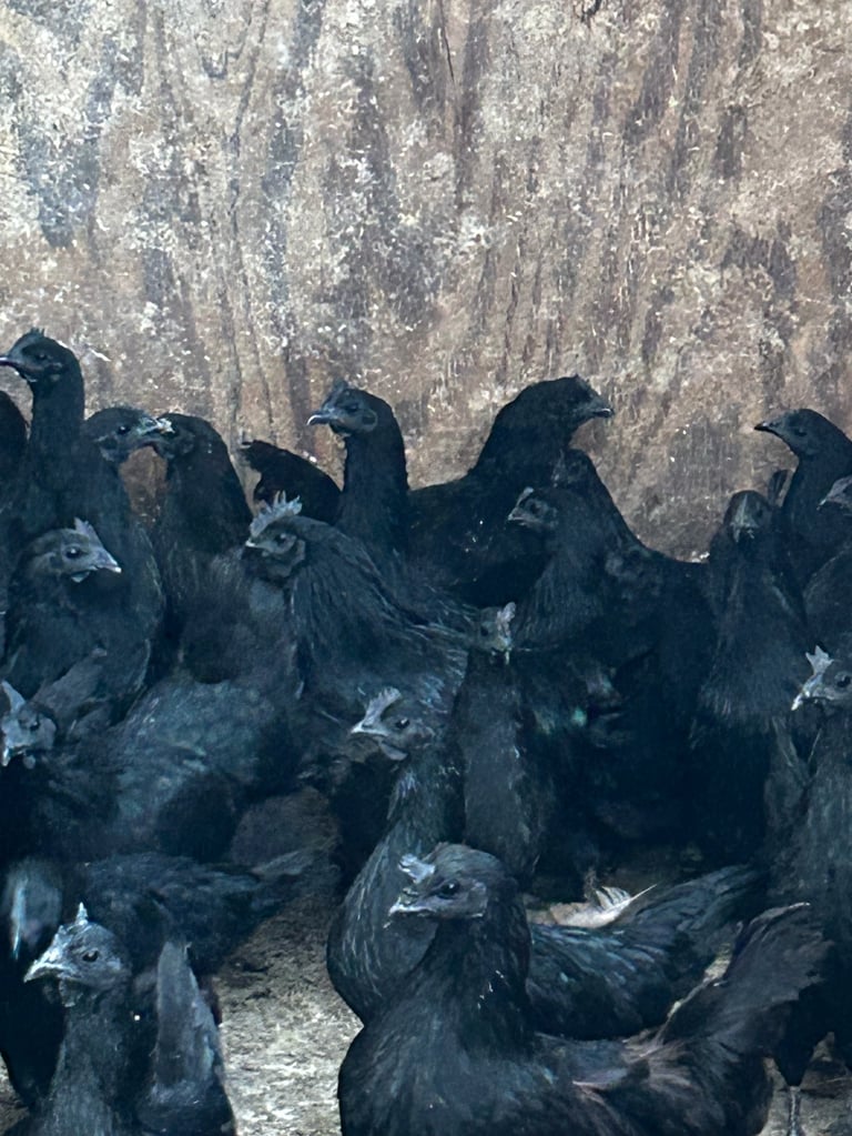 A flock of black Ayam Cemani chickens gathered against a weathered concrete wall