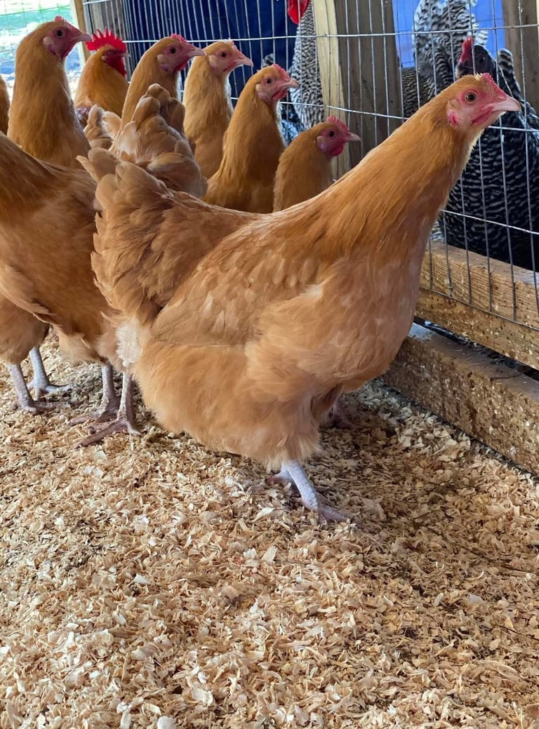 Golden-brown hens in a wire pen with wood shavings, standing on dusty ground outdoors