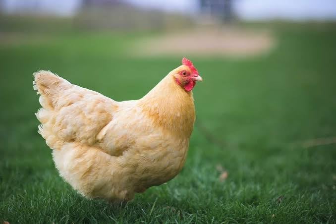 Light colored hen standing on green grass with blurred farm background