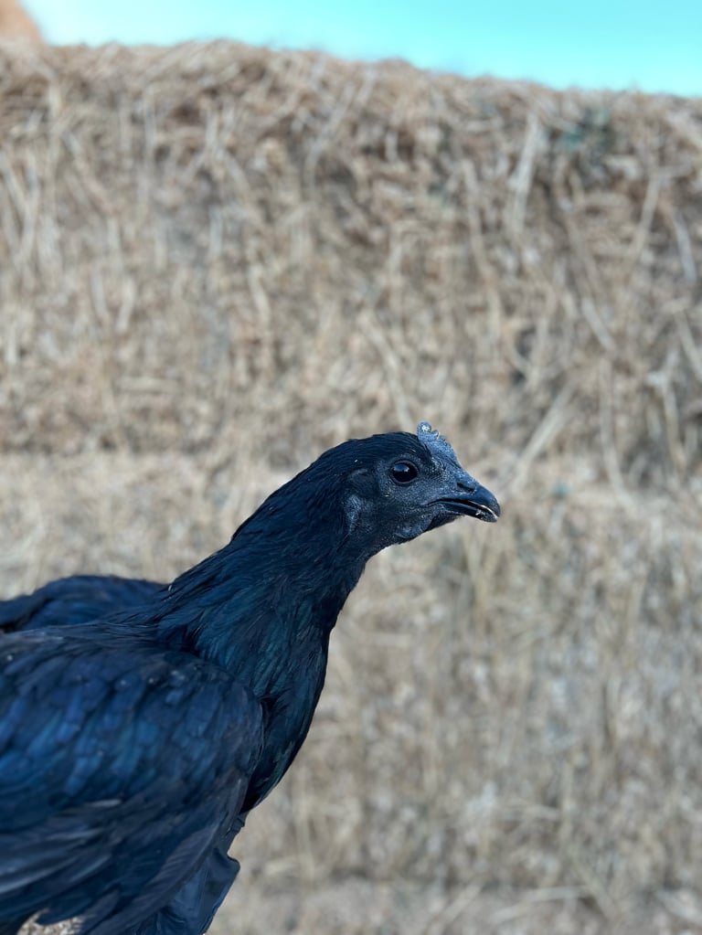 Close-up profile of a dark blue-black Ayam Cemani bird with a slender neck