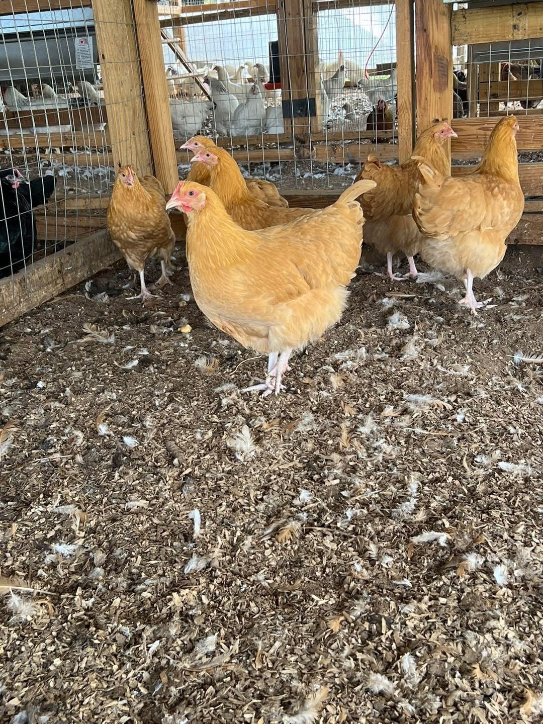 Group of buff-colored chickens in a pen with wooden fencing and gravel ground on a farm
