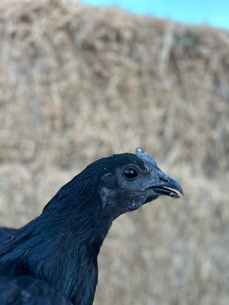 Close-up profile of a dark blue Ayam Cemani bird with a pointed beak