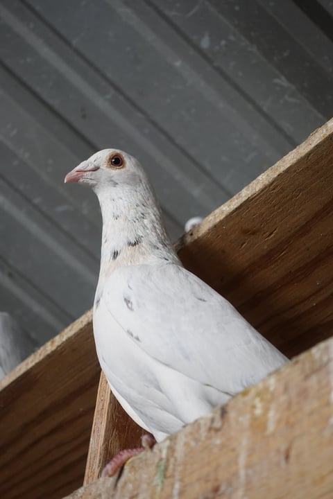 White pigeon perched on wooden beam against dark background