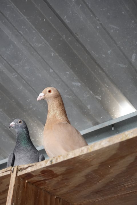 Two pigeons perched on a wooden ledge against a corrugated metal background, one tan and white, the other blue-gray