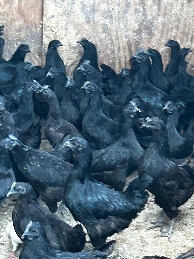 A group of black Ayam Cemani chickens gathered on sandy ground