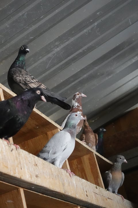 Multiple pigeons perched on a wooden ledge against a corrugated metal wall