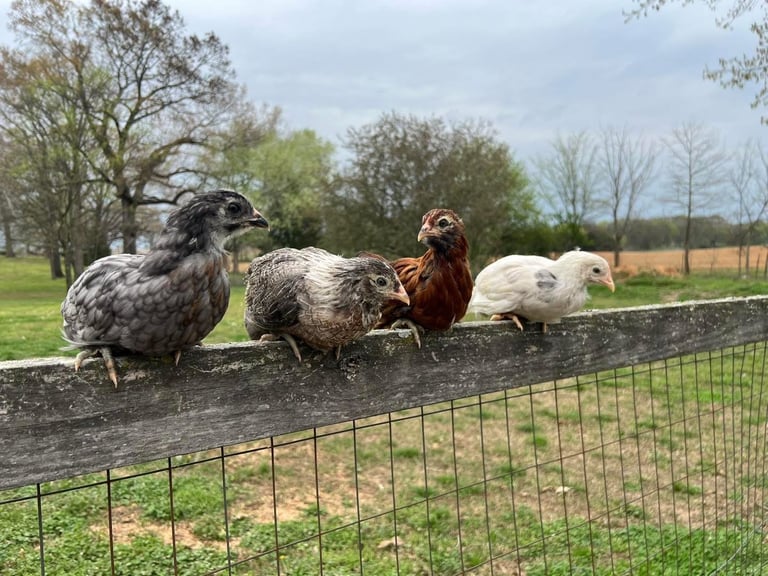 Four chickens standing on a log behind a wire fence in a rural field with trees and green grass