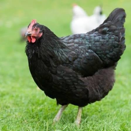 Black chicken with pink head standing on green grass
