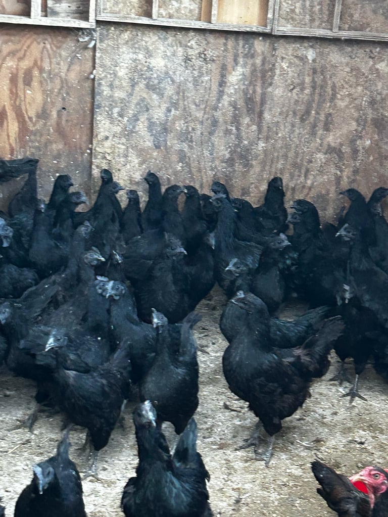 Flock of black Ayam Cemani chickens standing in a dusty farmyard