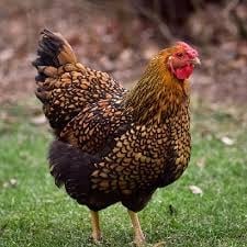 Baby chicks page at YK Ranch - healthy day-old chicks and started pullets for sale