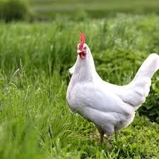 White rooster standing in green grass and foliage