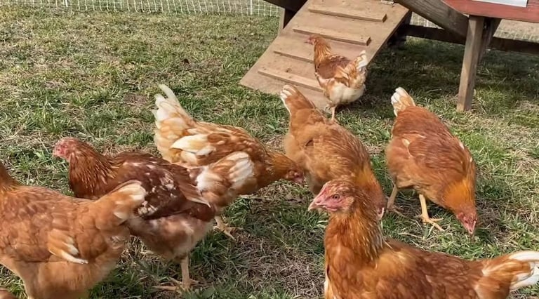 Group of brown and reddish hens foraging on grass near a wooden coop and feeder