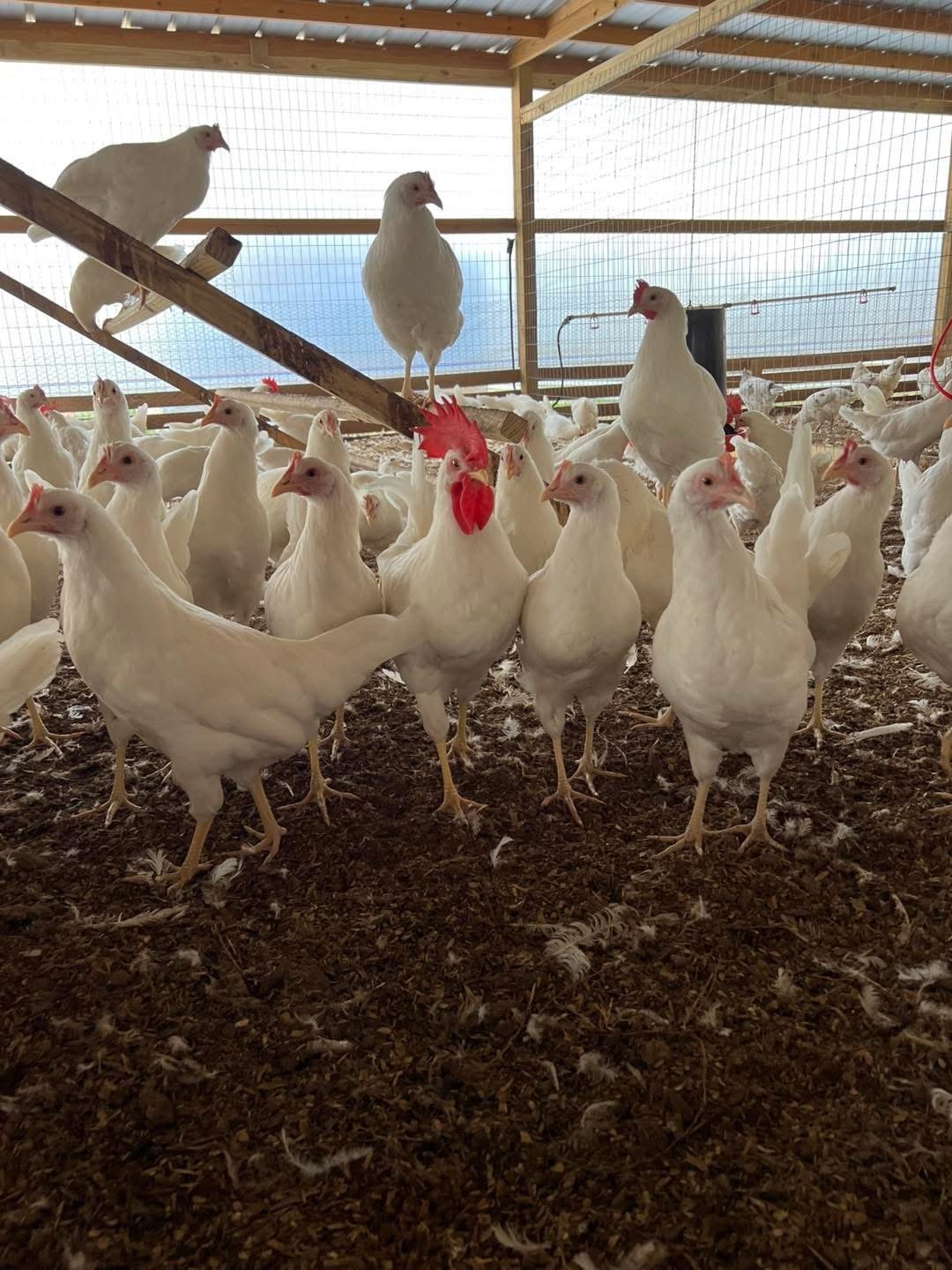 White chickens with red combs in a coop with a roost and perches overlooking a blue sky