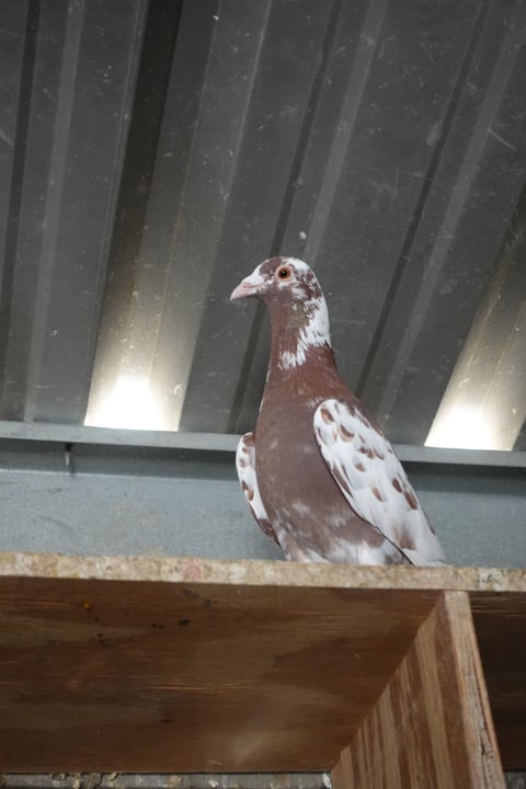Brown and white pigeon perched on wooden ledge in front of metal ribbed structure
