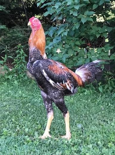 Colorful rooster with iridescent plumage standing on grass near green foliage and vines