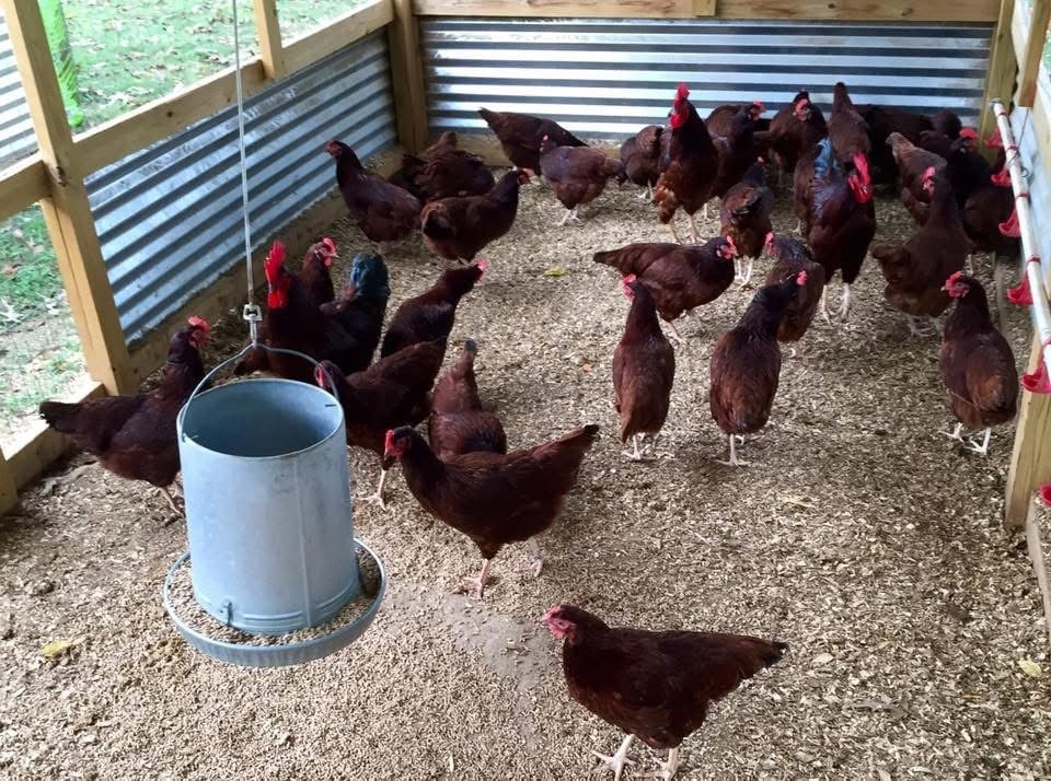 Flock of dark brown chickens in a coop with straw bedding and a white feeder