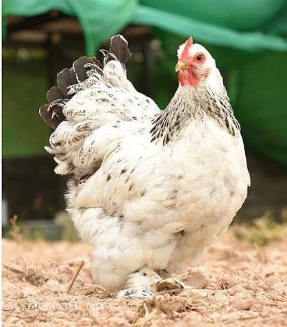 White and gray Brahma rooster standing on dirt ground with green fence background