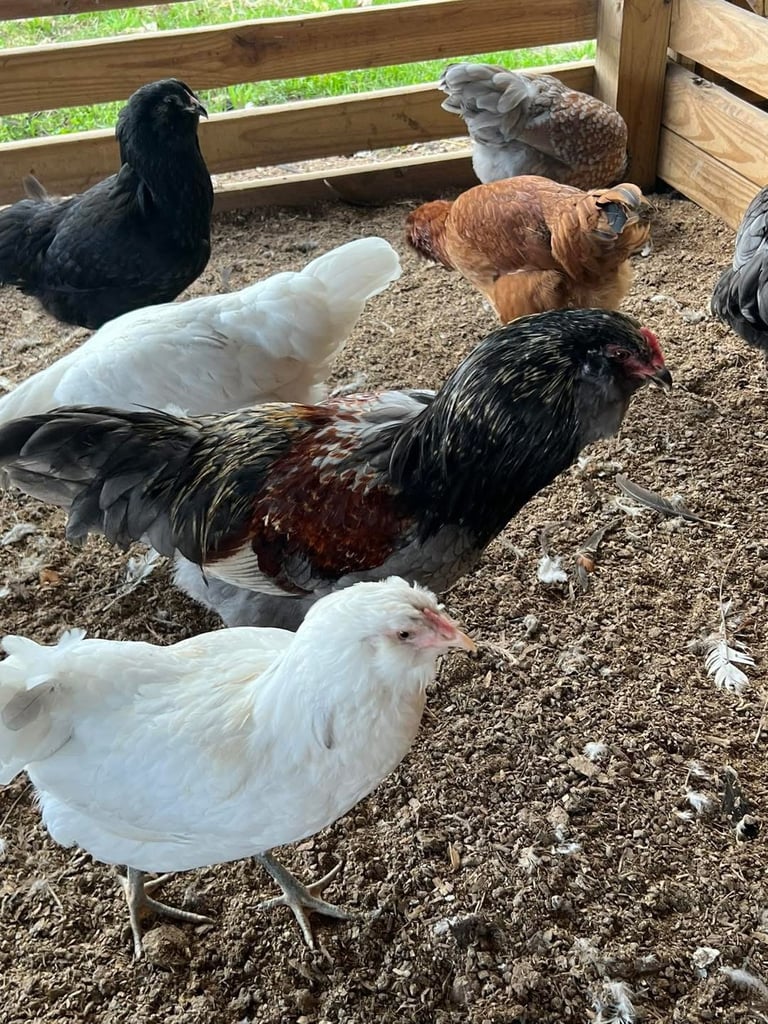Group of chickens in a wooden pen with sandy ground, including black, white, brown, and multicolored birds