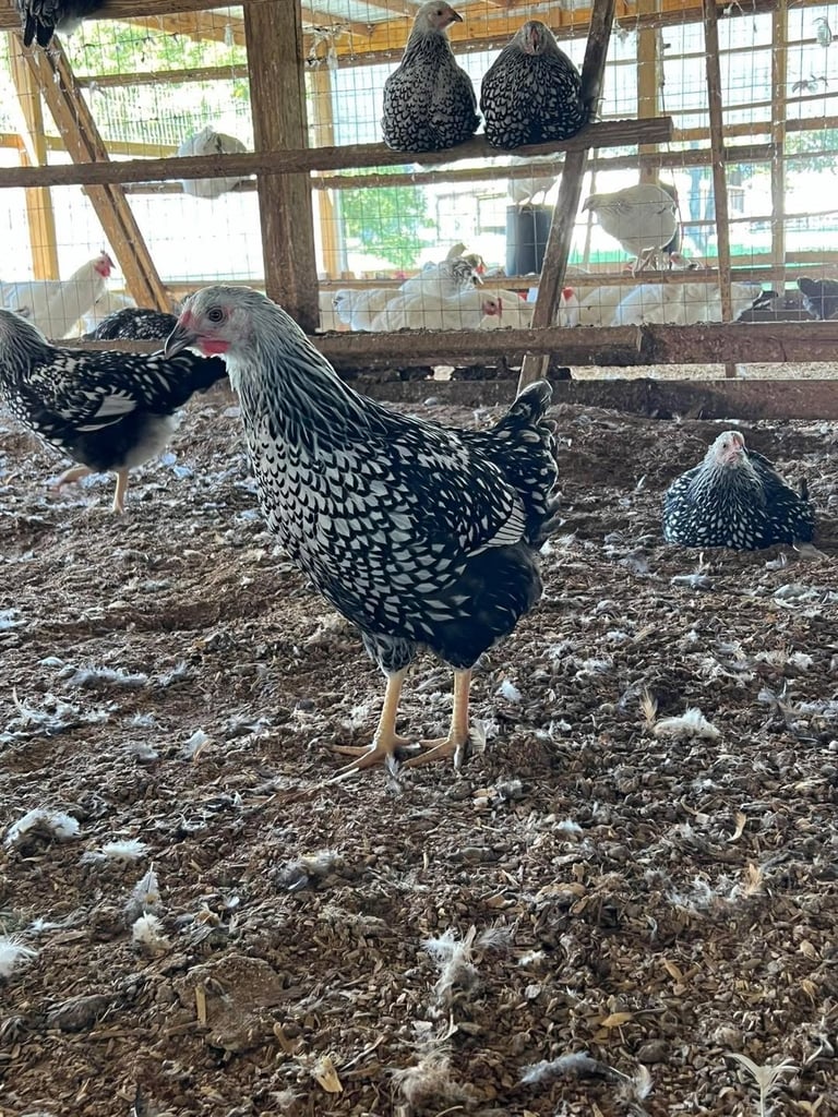 Black and white speckled chicken standing in dirt coop with other birds perched on wooden beams and posts