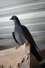 Black pigeon perched on wooden ledge with red feet against industrial metal background