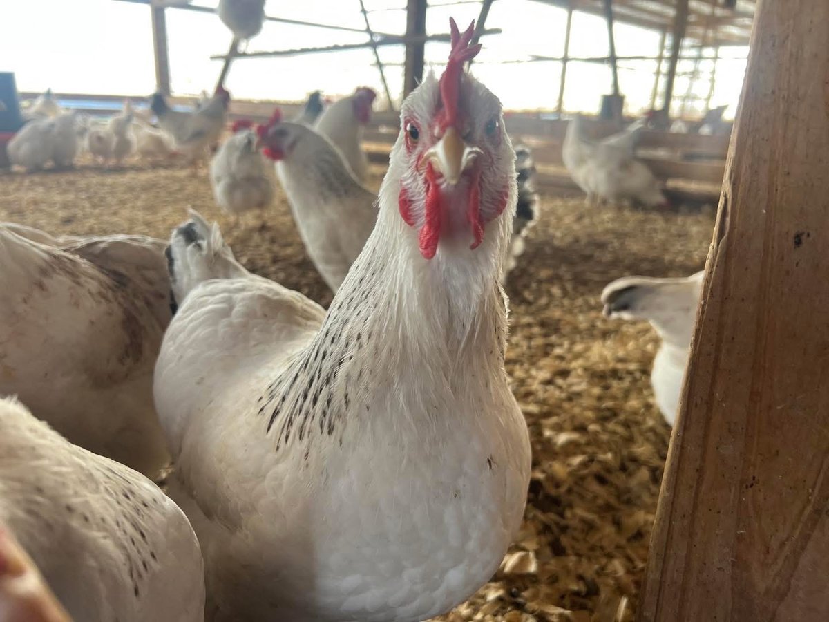 White rooster with red comb and wattles in a farm pen with other chickens in background