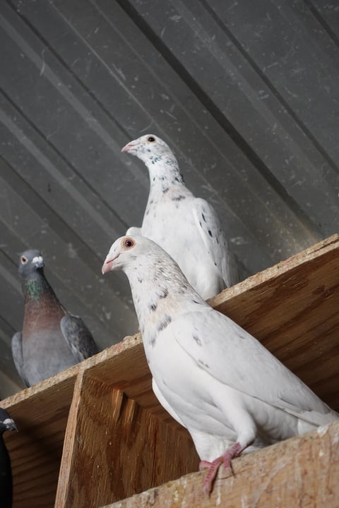 Three pigeons perched on a wooden beam against a dark corrugated metal background