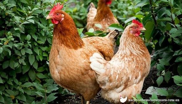 Two brown hens with red combs standing in a garden surrounded by green foliage