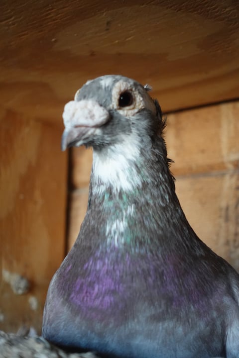 Close-up portrait of a pigeon with white head and iridescent purple-blue plumage against a wooden background
